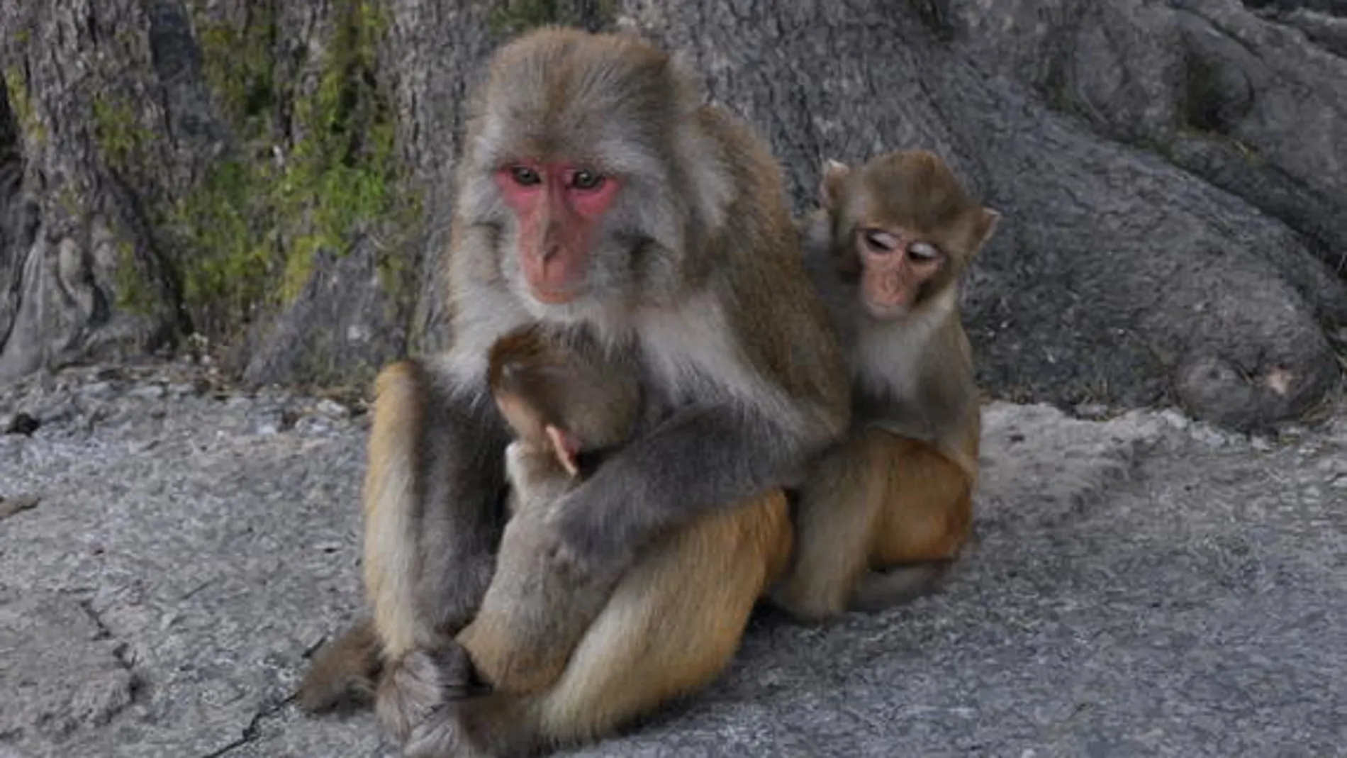 Una madre macaco Rhesus con dos crías