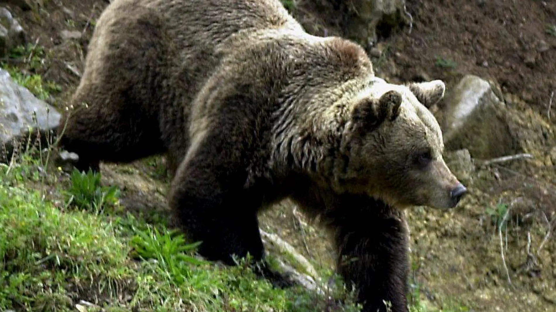 Un oso pardo en Proaza (Asturias)