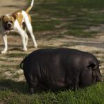 El cerdo vietnamita podría acabar con los jabalíes en 20 años