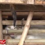 Interceptan tres toneladas de gatos vivos destinados a restaurantes de Vietnam