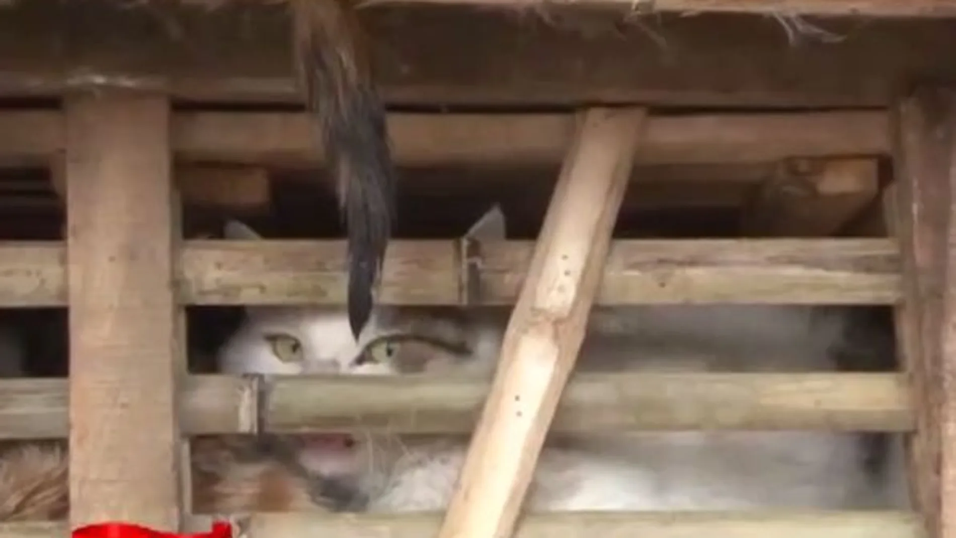 Interceptan tres toneladas de gatos vivos destinados a restaurantes de Vietnam