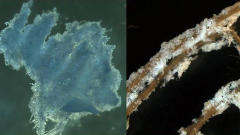 Izquierda: Apariencia algodonosa del β-glucano. Derecha: Raíz colonizada por una bacteria hiperproductora de β-glucano