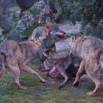 Los lobos son agentes acumuladores de huesos habituales en los ecosistemas ibéricos