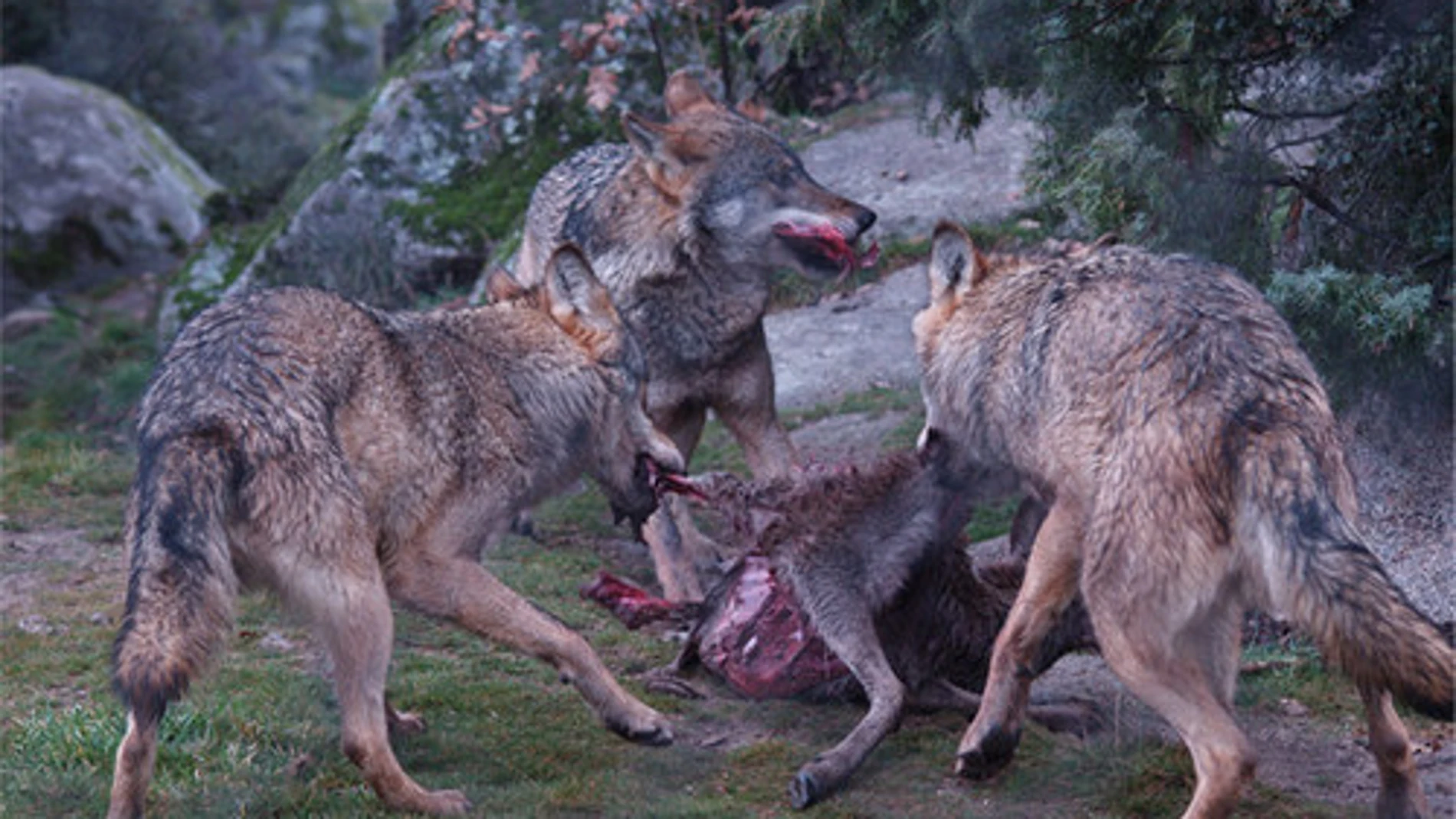 Los lobos son agentes acumuladores de huesos habituales en los ecosistemas ibéricos