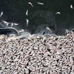 Sardinas muertas en un mar contaminado