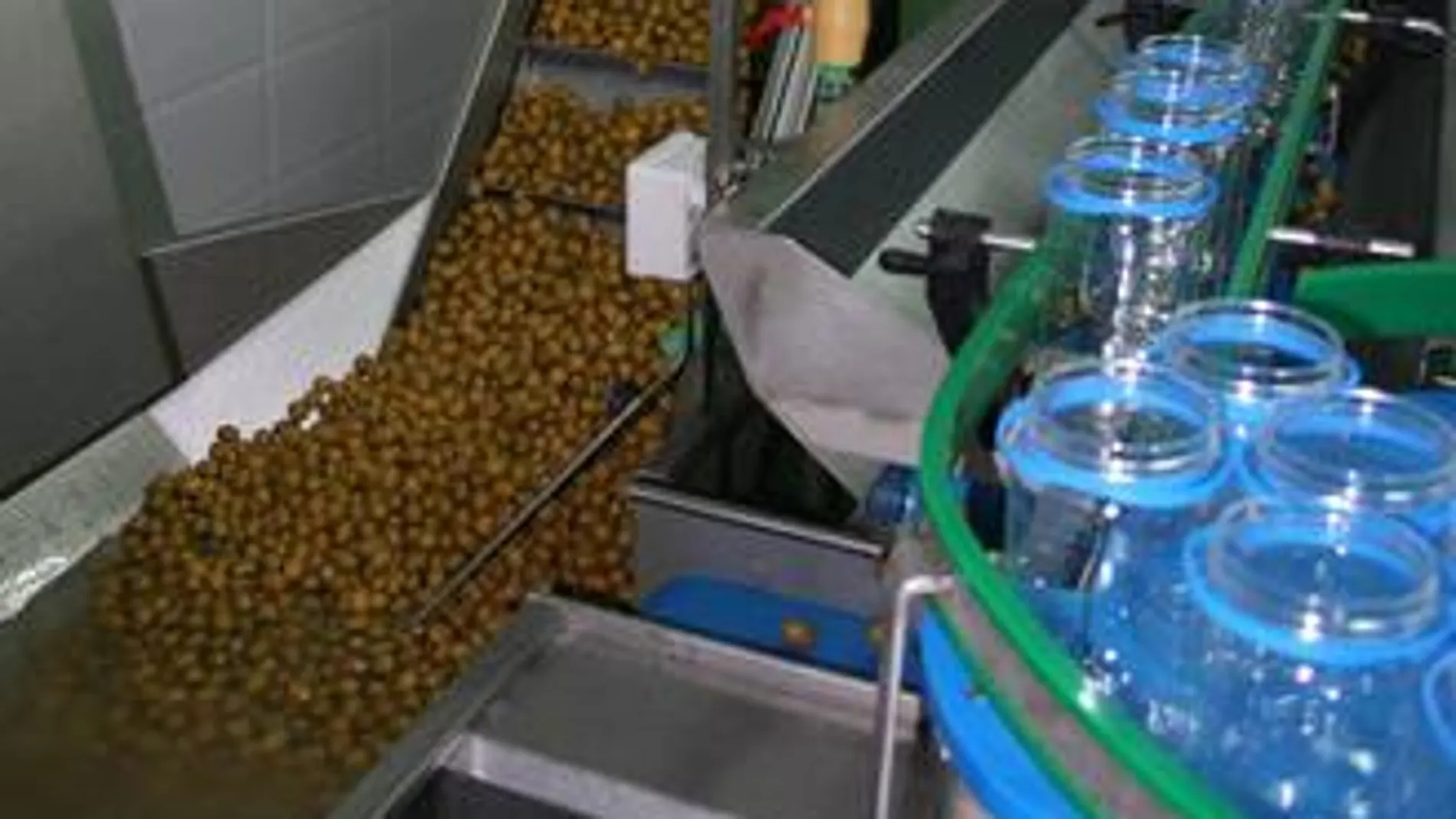 Producción de encurtidos de Aceitunas Miroliva, ubicada en la localidad de Ciudad Rodrigo