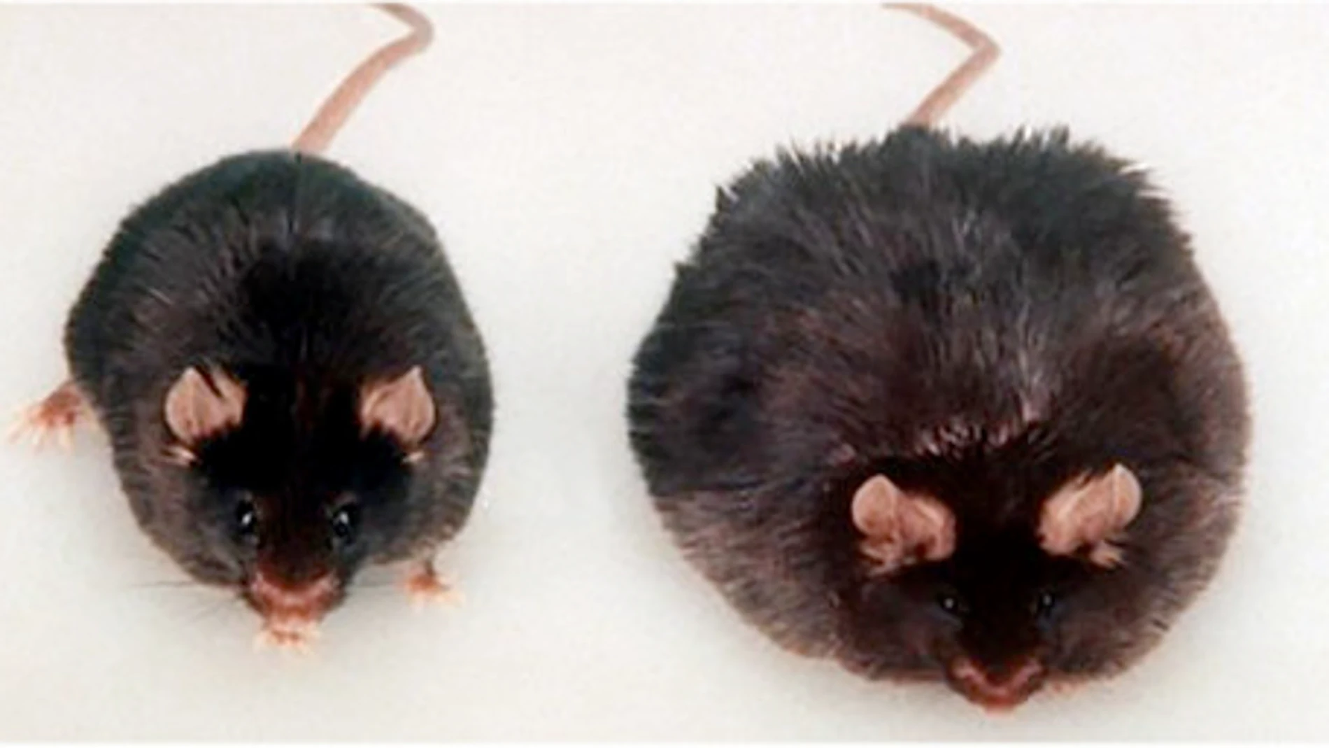 Una rata Zucker similar a la empleada para este estudio, y que constituye uno de los modelos genéticos de obesidad mejor caracterizados