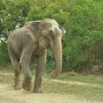 La liberación del elefante fue gabada en vídeo
