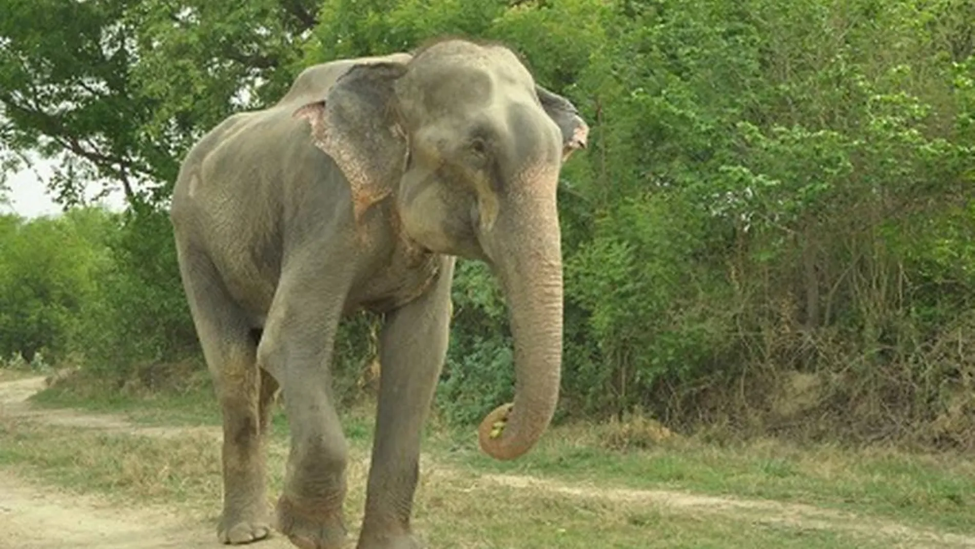 La liberación del elefante fue gabada en vídeo
