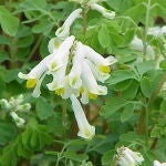 Planta Corydalis yanhusuo, cuyas raíces se utilizan como analgésico en la China antigua