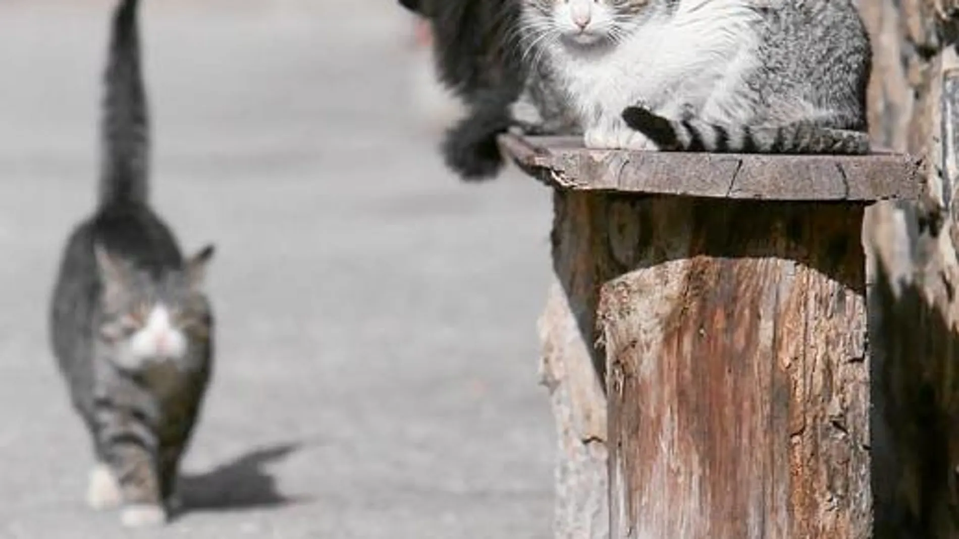 Los felinos callejeros tienen una esperanza de vida de tan sólo dos años. Mientras que los que viven en casas, pueden alcanzar los 18 años