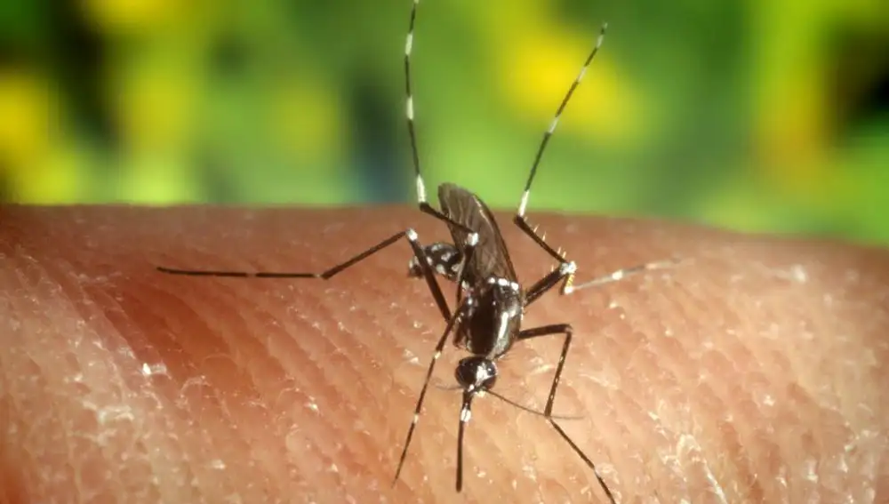 El mosquito &quot;Anopheles quadrimaculatus&quot;,  portador del virus del Nilo