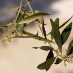 Los científicos utilizan esta nueva técnica a la hora de analizar concentraciones de polen de olivo registradas en la ciudad de Córdoba