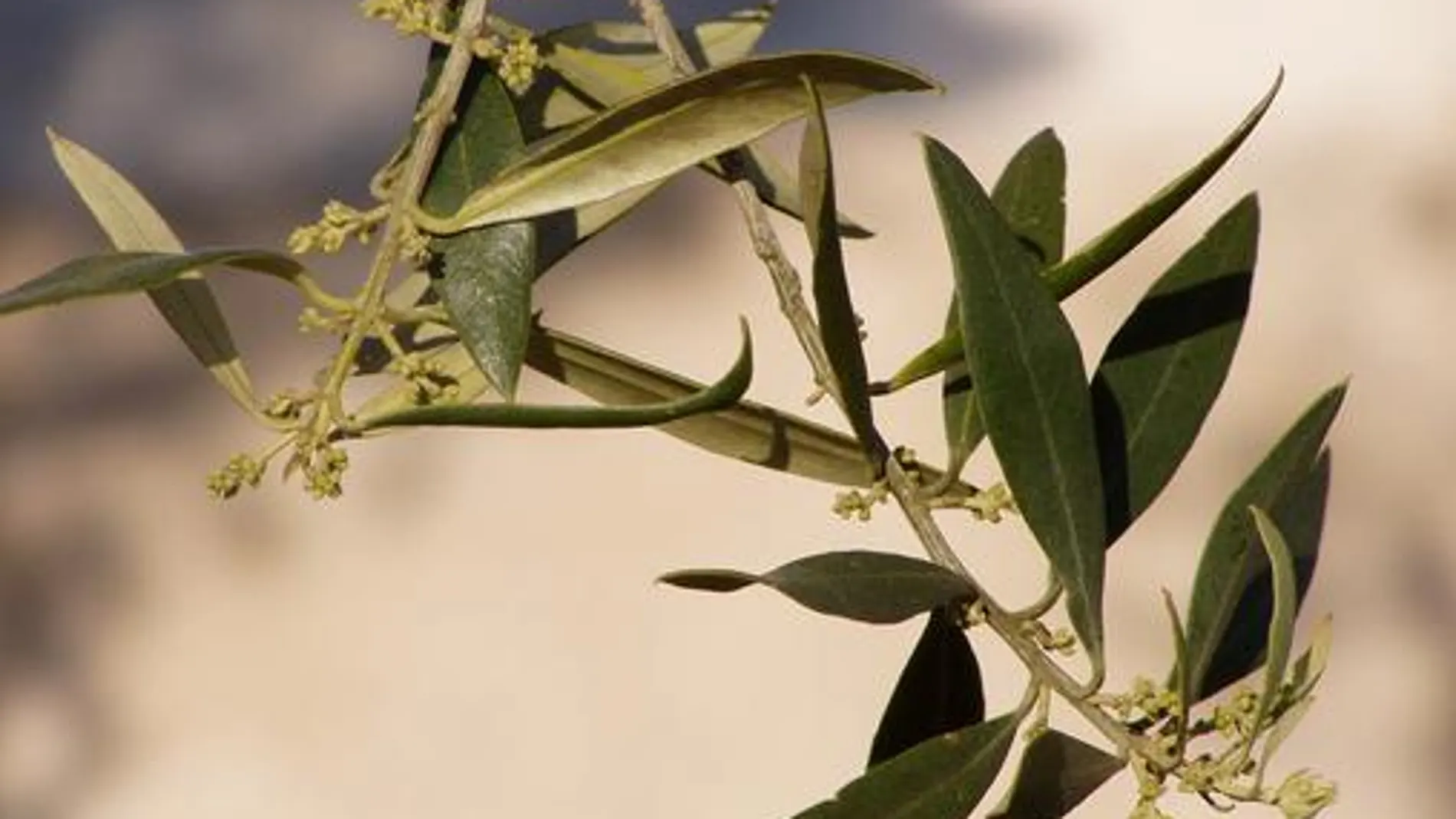 Los científicos utilizan esta nueva técnica a la hora de analizar concentraciones de polen de olivo registradas en la ciudad de Córdoba