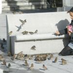 Los gorriones, urbanitas, pero no tanto
