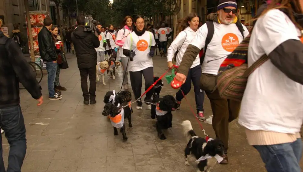 Cães e seus donos, na Calle de Fuencarral em Madrid