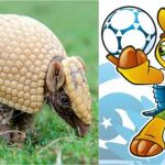 Un armadillo de tres bandas junto a Fuleco, la mascota del Mundial de Brasil