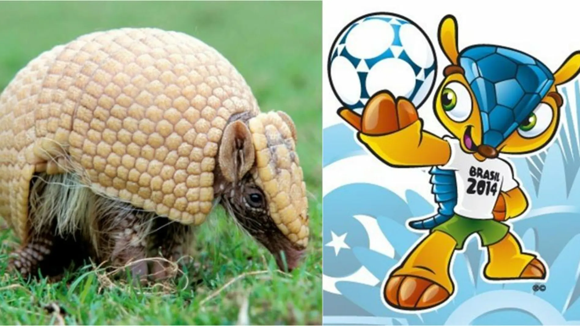 Un armadillo de tres bandas junto a Fuleco, la mascota del Mundial de Brasil