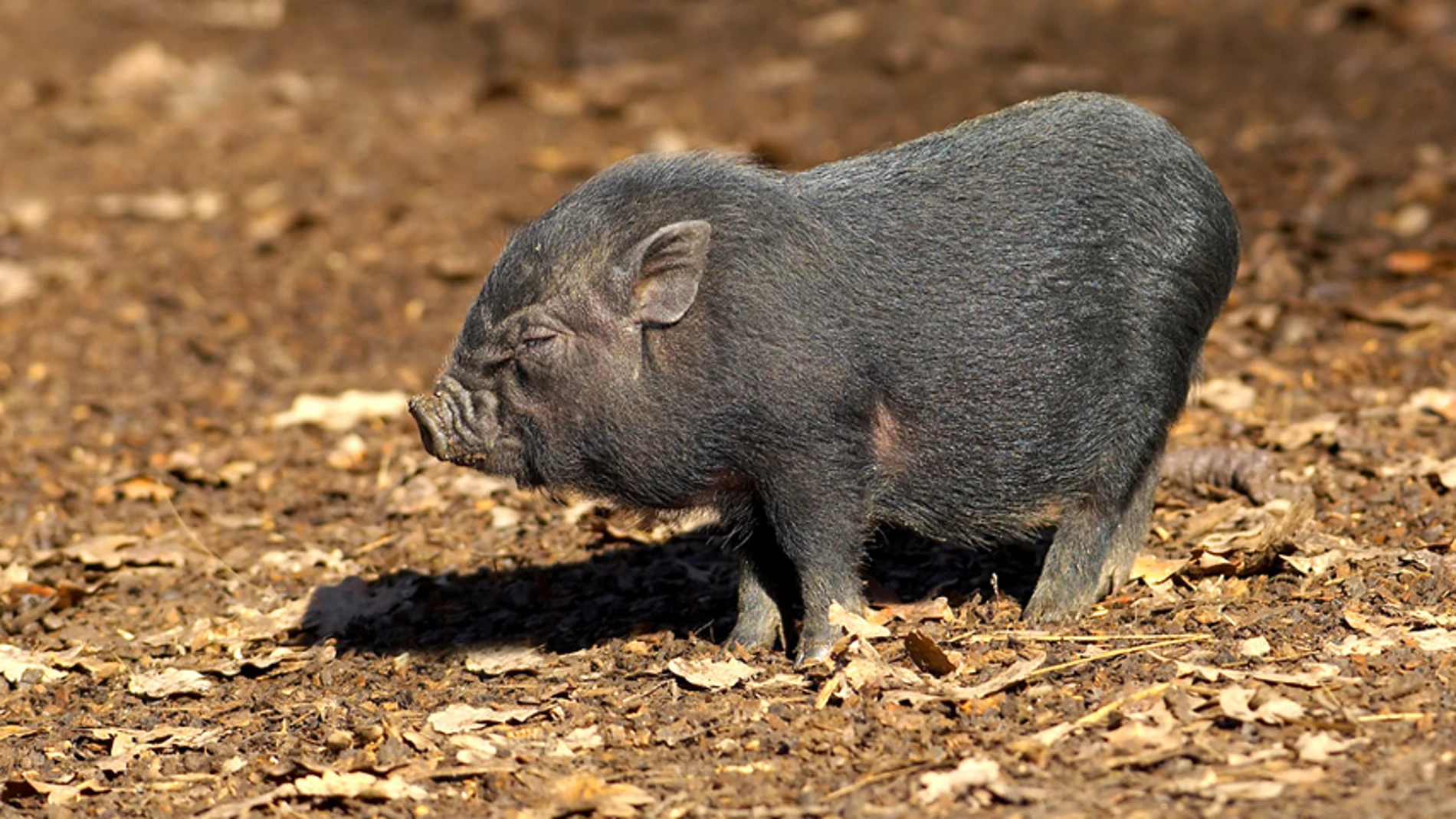 El cerdo vietnamita podría acabar con el jabalí autóctono en menos de 20 años