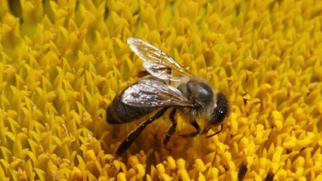 Una abeja poliniza una flor en Suiza