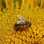 Una abeja poliniza una flor en Suiza