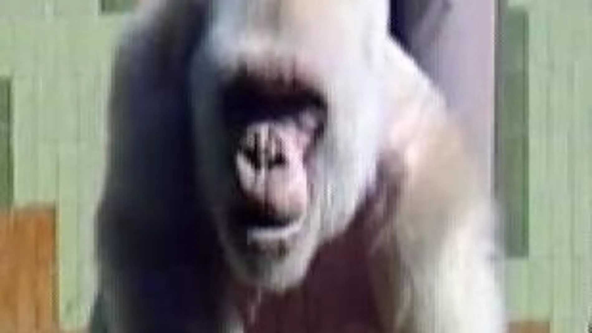 Hadiah, la nueva estrella del zoo de Barcelona