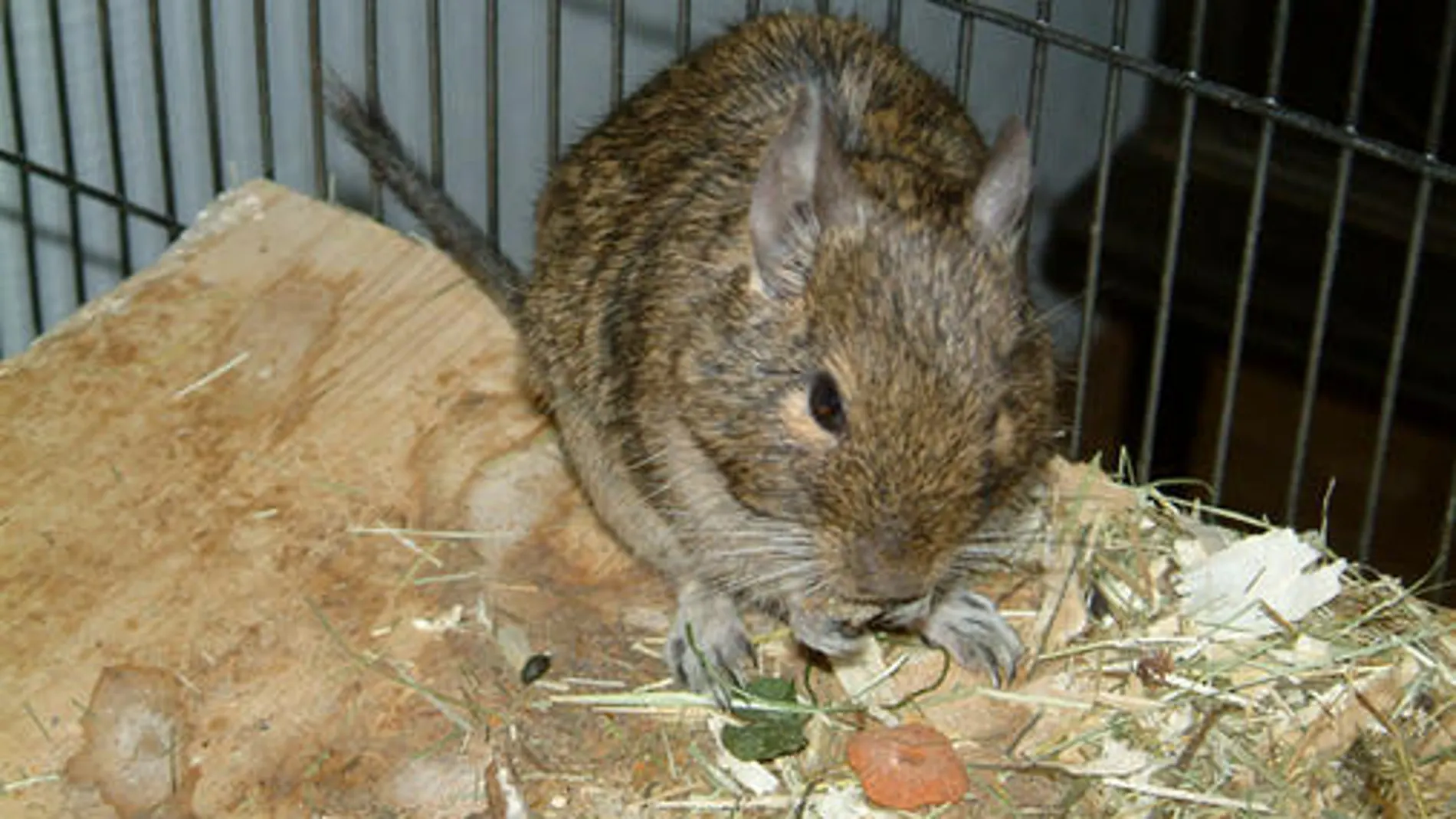 Ejemplar de ratón hembra degús (Octodon degus)