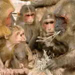Macacos haciendo vida social