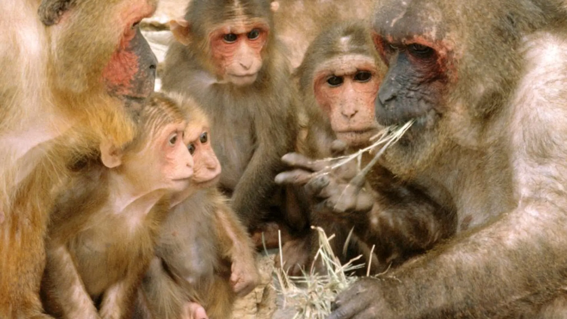 Macacos haciendo vida social