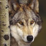 Lobo ibérico