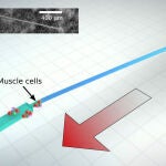 Máquina sintética que puede nadar sola, propulsándose como los espermatozoides. Imagen: Alex Jerez Roman, Beckman Institute for Advanced Science and Technology