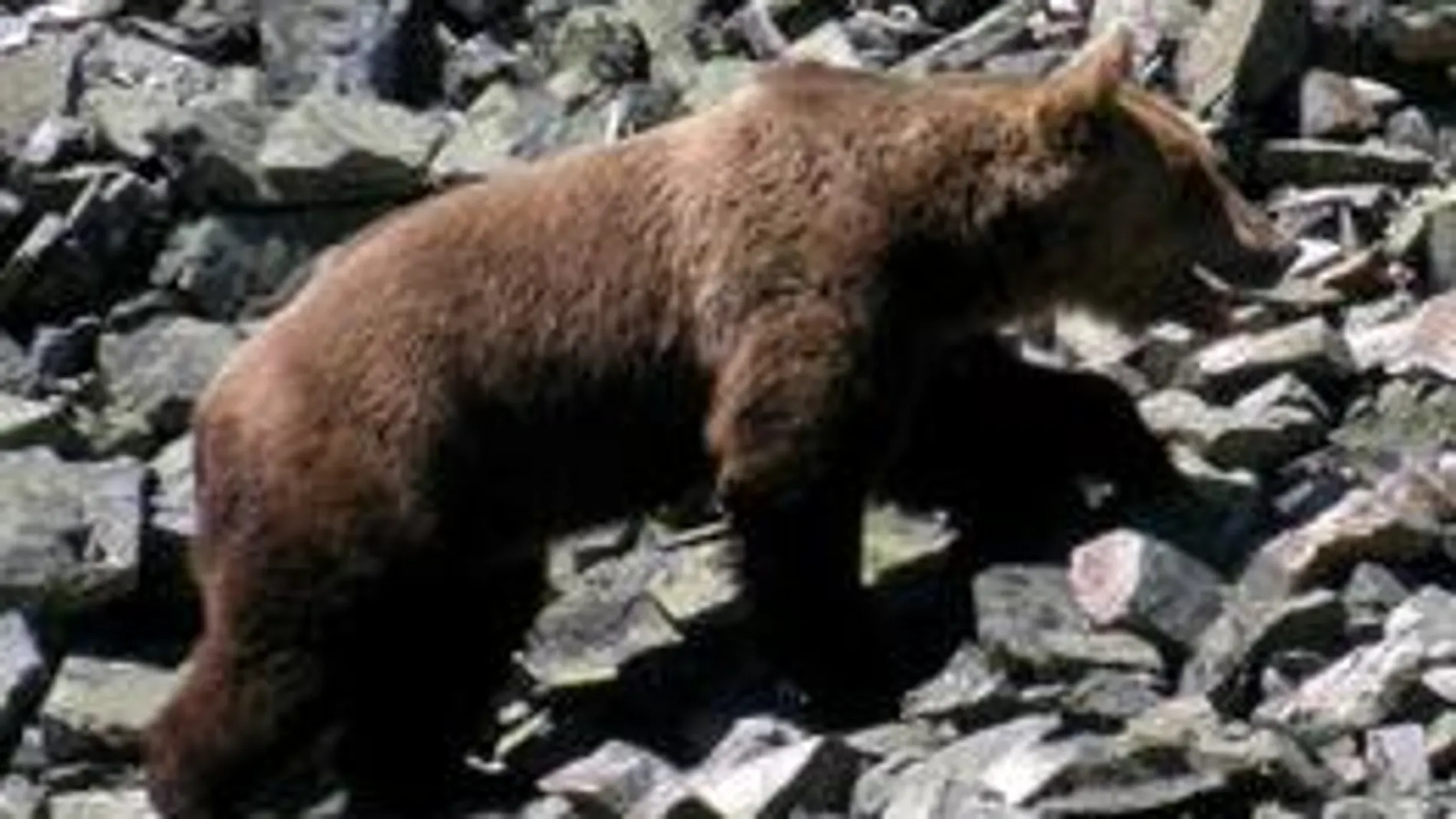 Un oso cantábrico atravesando un canchal