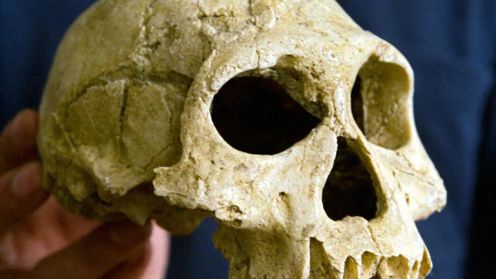 Cráneo de un homo erectus, en una imagen de archivo