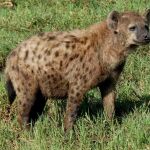 La hiena manchada, una de las especies analizadas