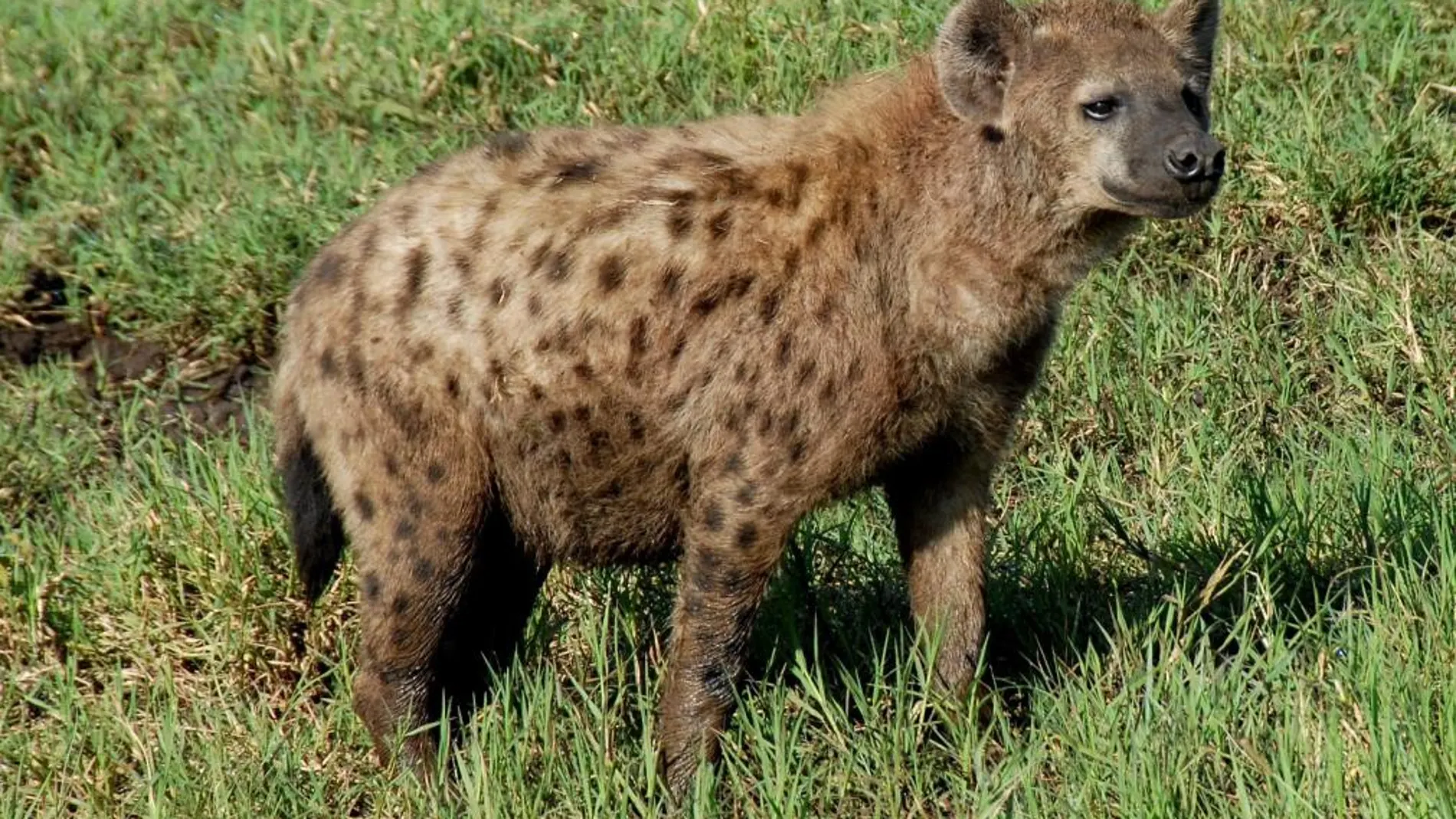 La hiena manchada, una de las especies analizadas
