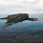 Ibis eremita (Geronticus eremita) durante el vuelo