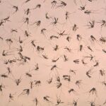 Un grupo de mosquitos analizados en un laboratorio, en una imagen de archivo