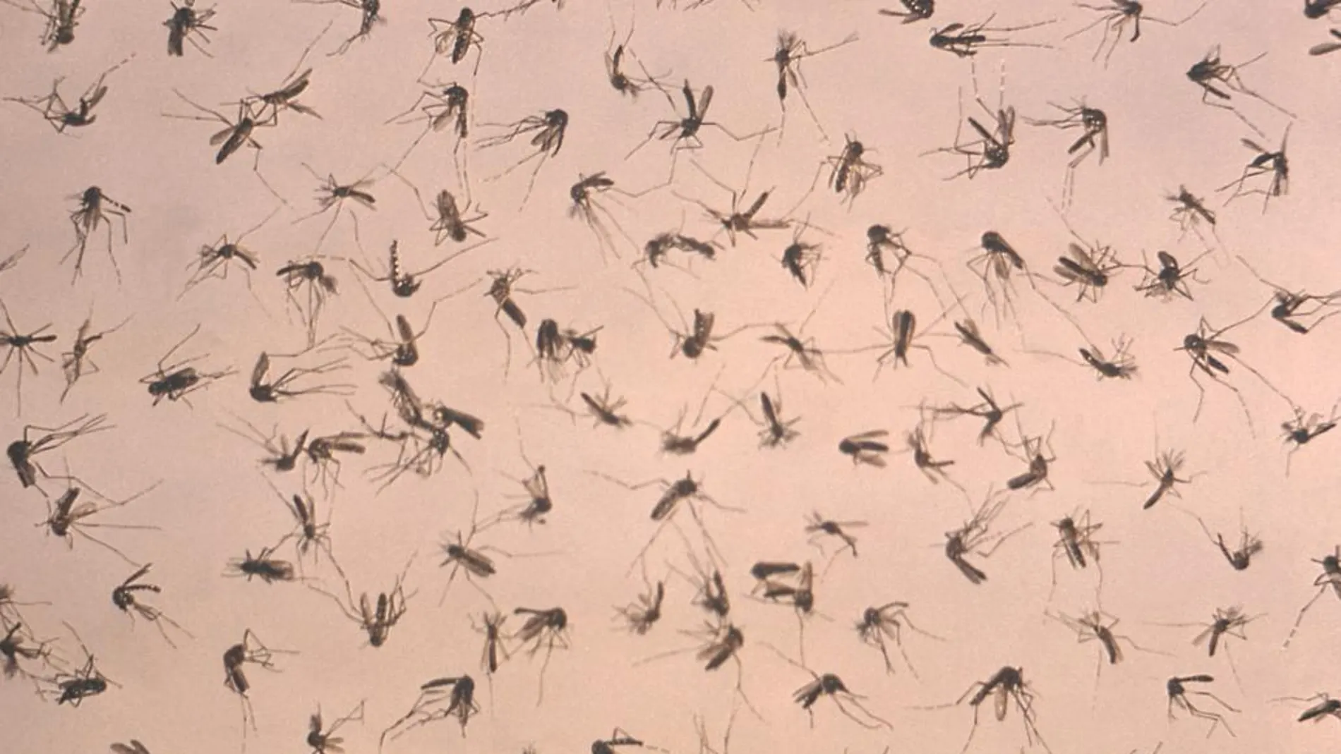 Un grupo de mosquitos analizados en un laboratorio, en una imagen de archivo