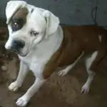  «Desahuciados» por fobia canina