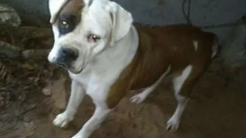 «Desahuciados» por fobia canina