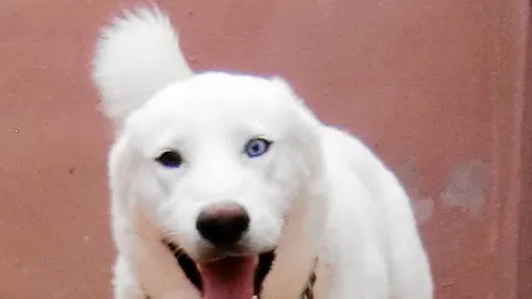 Conan: el husky deportista y protector