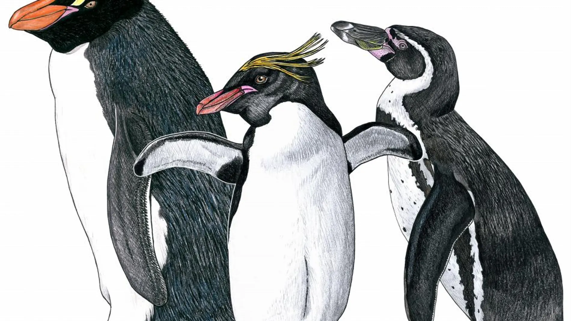Hallan fósiles del pingüino crestado más antiguo