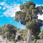 Imelsa muestra sus árboles en un congreso mundial