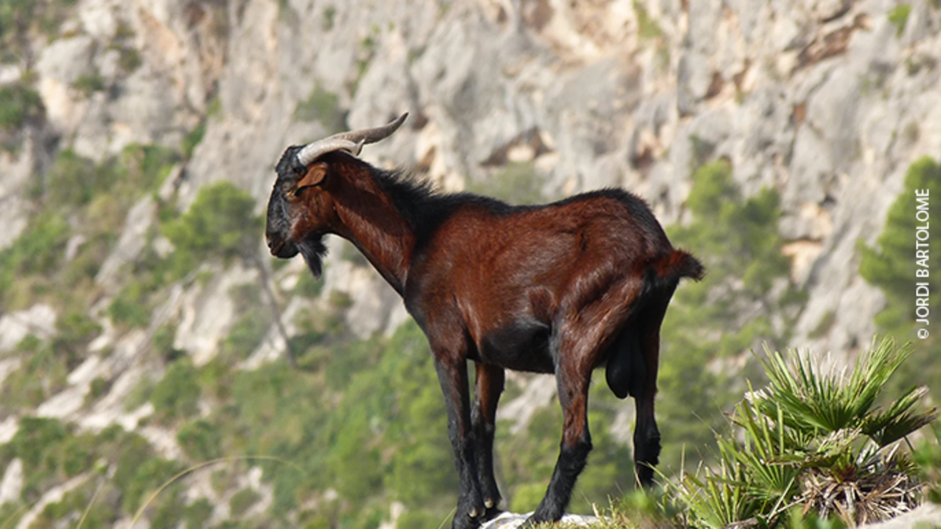 Un ejemplar de cabra en Mallorca