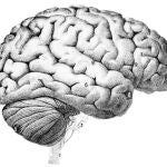 Las distintas partes del cerebro