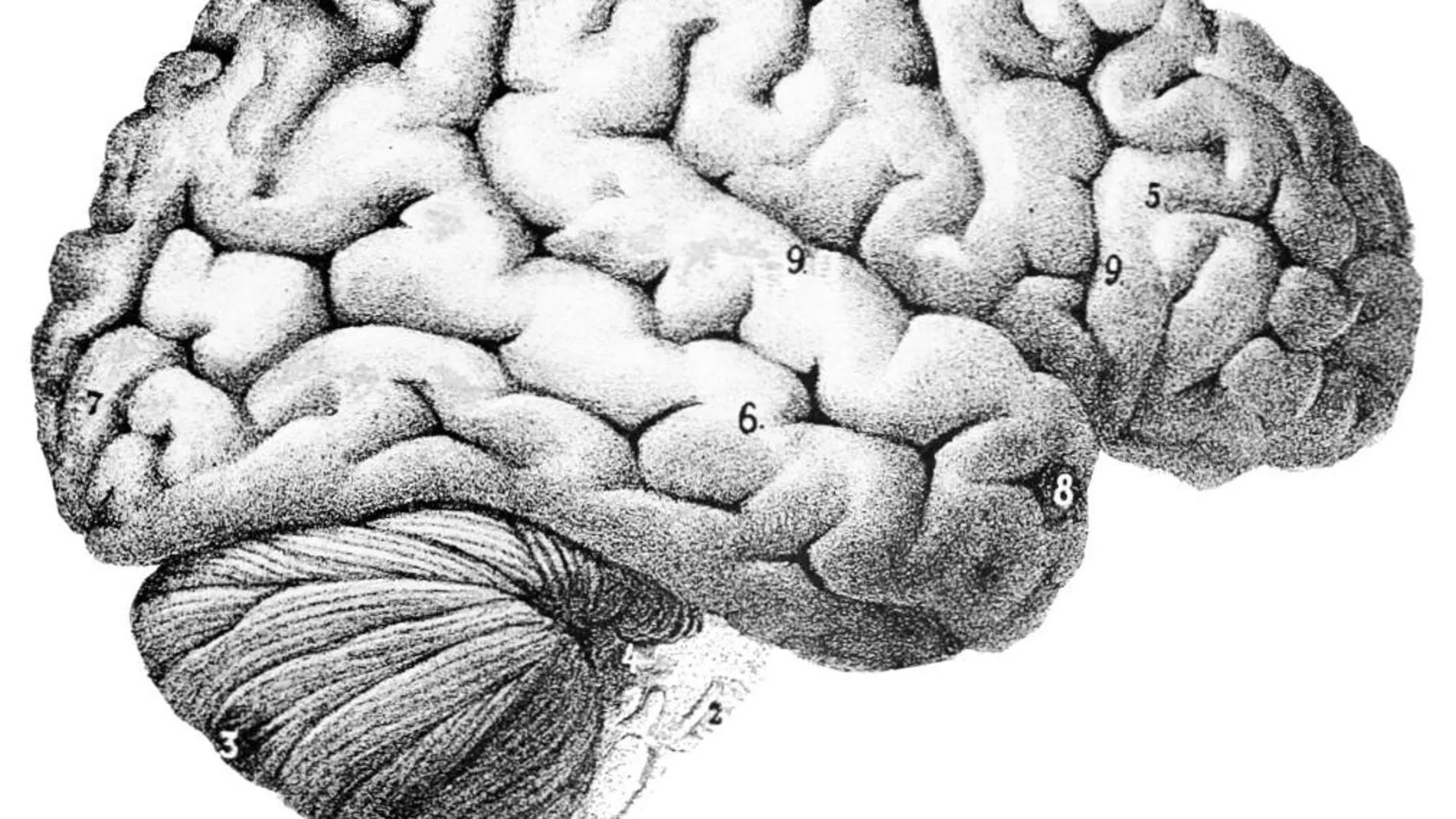 Las distintas partes del cerebro