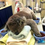 El koala «Jeremy» recupera la libertad