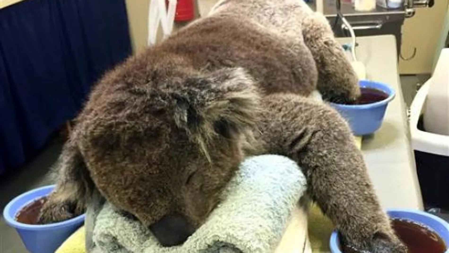 El koala «Jeremy» recupera la libertad