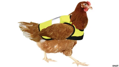 Los diseños dejan los hombros libres para no impedir los movimientos de las aves