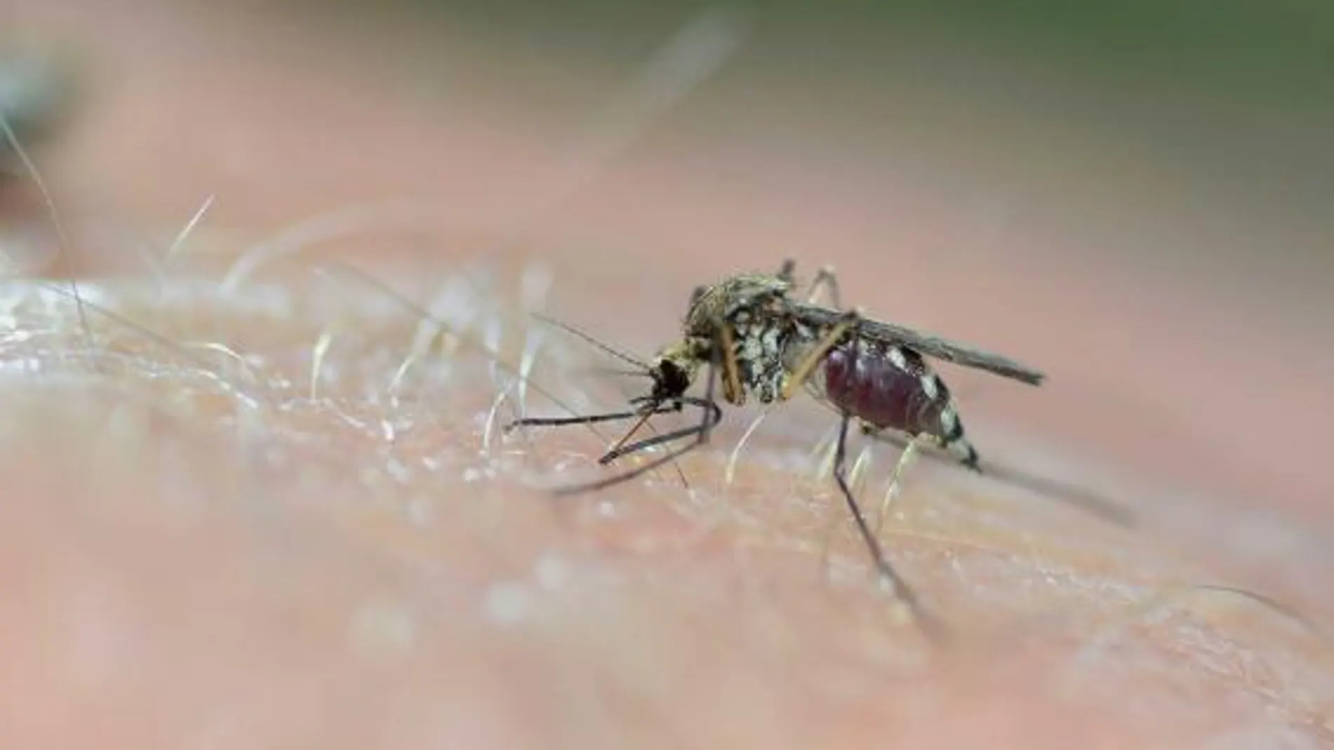 En verano, cuidado con las picaduras de insectos